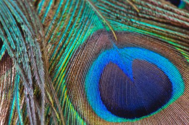 Tavus kuşu tüyü yakın çekim, makro