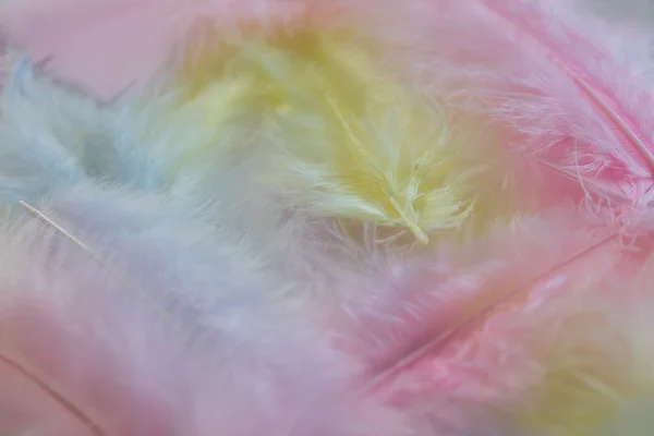 Background of close up image of pastel pink, yellow and blue feathers — Stock Photo, Image