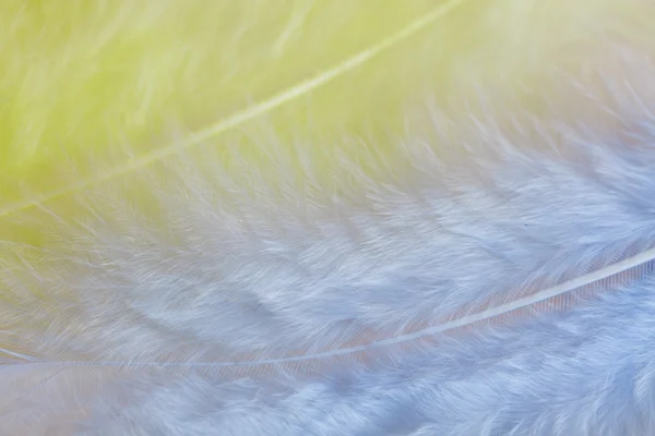 Bakgrund av närbild bild av pastell gula och blå fjädrar — Stockfoto