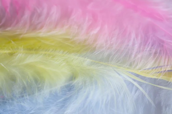 Background of close up image of pastel pink, yellow and blue feather — Stock Photo, Image