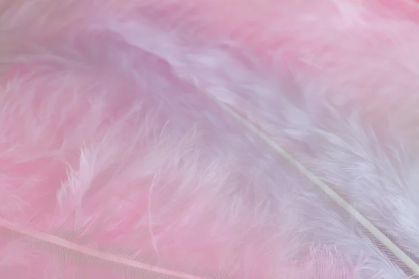 Background of close up image of pastel pink feathers — Stock Photo, Image