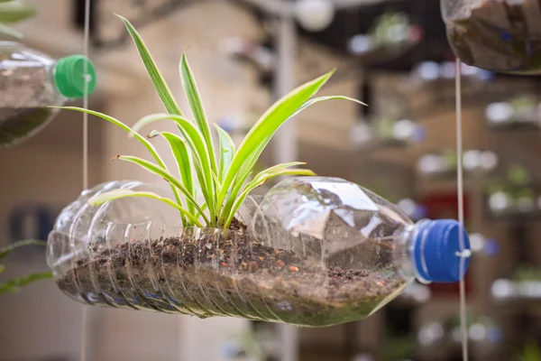 Bitki, recyc yetiştirme için bir kapsayıcı olarak boş plastik şişe kullanmak