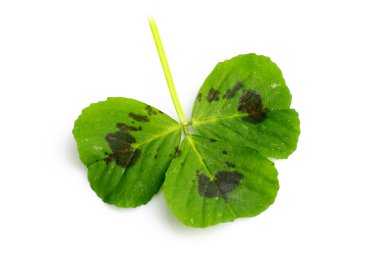 Üç yapraklı yonca