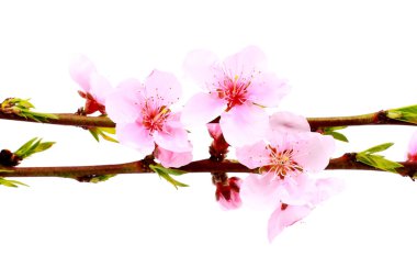 Güzel pembe çiçeği