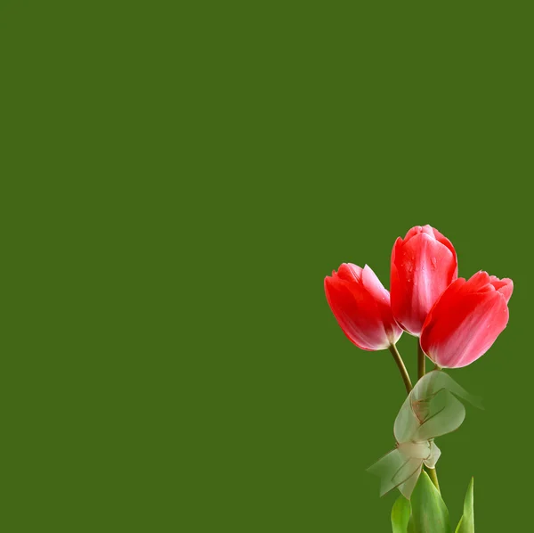 Rood tulp op groen — Stockfoto
