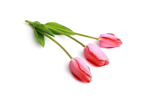 Bloemen, tulp roze — Stockfoto