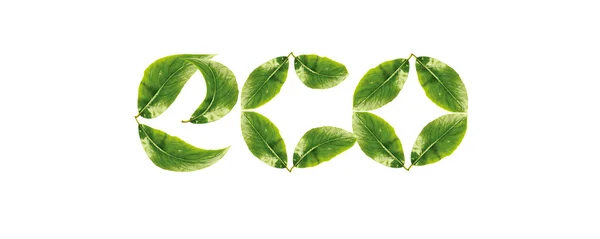 Eco word made up of green leaves — Stock Photo, Image