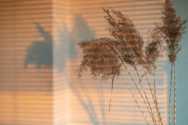 Seçici odaklanma. Kuru sazlıklar. Batan güneşin kamışları duvara gölge düşürüyor. Ev tasarımı. Bir yazıt için yer.