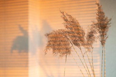 Seçici odaklanma. Kuru sazlıklar. Batan güneşin kamışları duvara gölge düşürüyor. Ev tasarımı. Bir yazıt için yer.