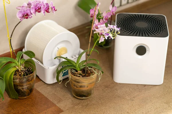 Evdeki orkide çiçeklerinin yanında hava nemlendirici var. Ultrasonik teknoloji, rahat yaşam koşulları, dairede nem artışı..