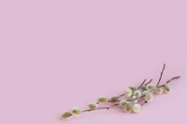 Pembe arka planda söğüt dalları. 