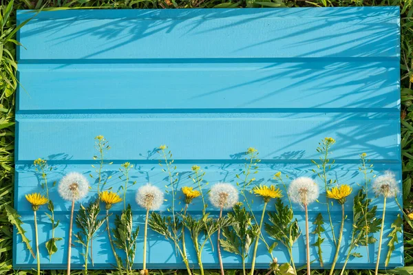 Güzel yaz karahindibaları mavi ahşap arka planda çiçekler. Romantik çiçek ya da sevgililer günü geçmişi. Kart tasarımı ve düğün için. Fotokopi alanı için tebrikler ya da davetiyeler