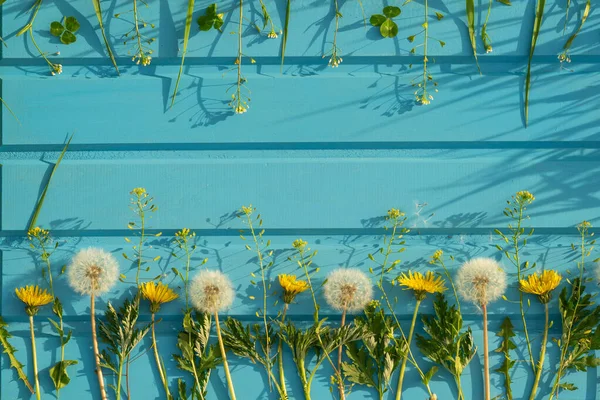 Güzel yaz karahindibaları mavi ahşap arka planda çiçekler. Romantik çiçek ya da sevgililer günü geçmişi. Kart tasarımı ve düğün için. Fotokopi alanı için tebrikler ya da davetiyeler