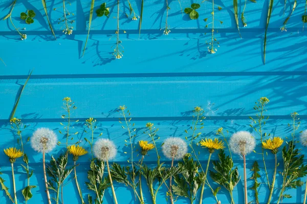 Güzel yaz karahindibaları mavi ahşap arka planda çiçekler. Romantik çiçek ya da sevgililer günü geçmişi. Kart tasarımı ve düğün için. Fotokopi alanı için tebrikler ya da davetiyeler