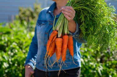 Kadının eli bir demet havucu tutuyor. Taze toplanmış sebzeler doğrudan bahçeden masanıza geliyor.