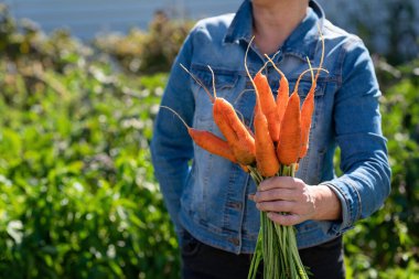 Kadının eli bir demet havucu tutuyor. Taze toplanmış sebzeler doğrudan bahçeden masanıza geliyor.