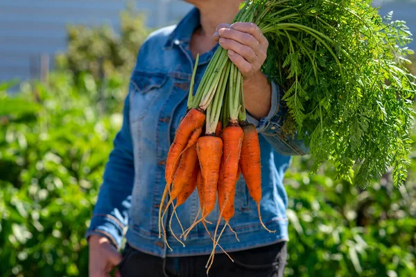 Kadının eli bir demet havucu tutuyor. Taze toplanmış sebzeler doğrudan bahçeden masanıza geliyor.