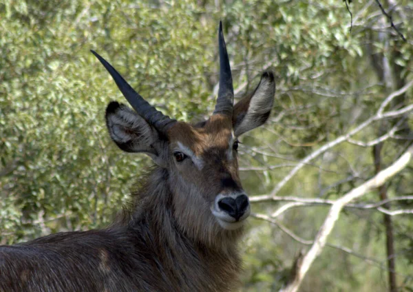 Młody Waterbuck Mężczyzna Patrząc Aparat — Zdjęcie stockowe