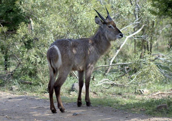 Jonge Mannelijke Waterbok Toont Romp Cirkel — Stockfoto