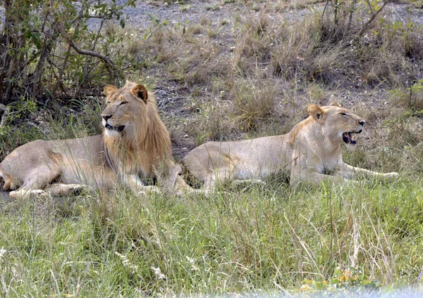 Aslan Dişi Aslan Uzanıyor — Stok fotoğraf