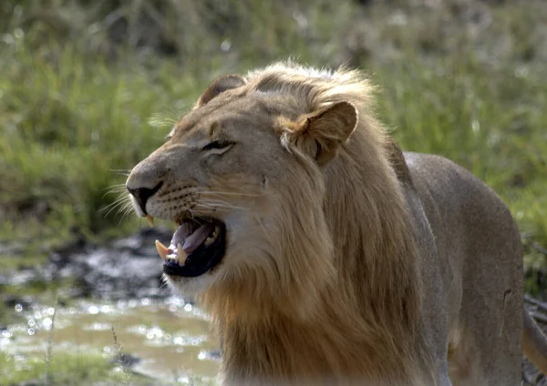 Junge Männliche Löwen Mit Offenem Maul — Stockfoto