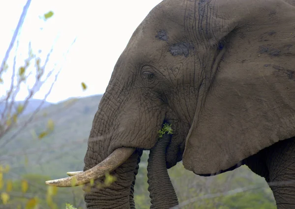 Toro Elefante Mangiare Acacia — Foto Stock