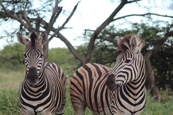 Two Burchell Zebras — 图库照片