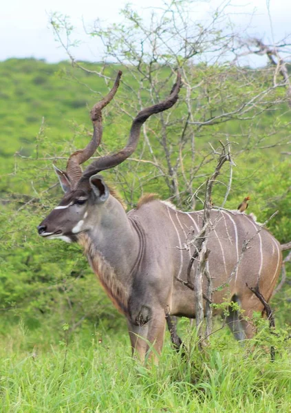 Kudu Stier Bush — Stockfoto