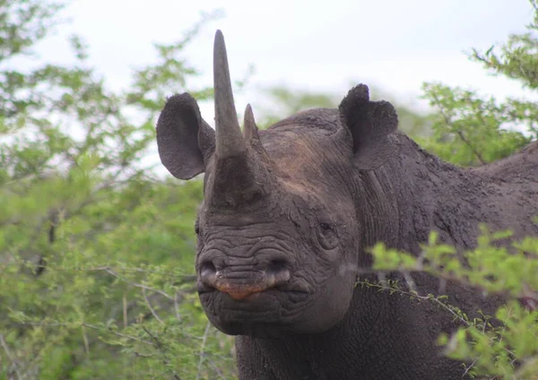 Black Rhino Bushes — 图库照片