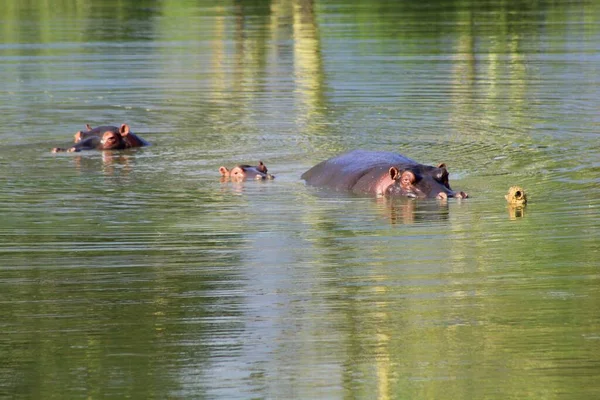 Hippo Dam — 图库照片