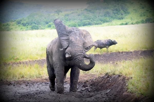 Elephant Bull in Mud 2 — Stock Photo, Image