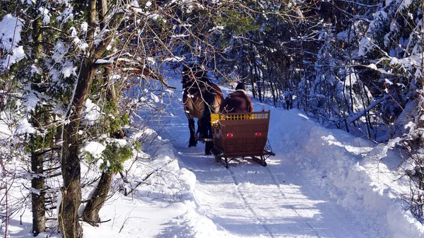 Ένας Αμαξάς Άλογο Έλκηθρο Μια Χειμερινή Βόλτα Μια Ηλιόλουστη Χειμωνιάτικη — Φωτογραφία Αρχείου