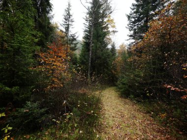 Ormanın sonbahar cazibesi ve atmosferi solmuş yaprakların paletiyle süslenmiş.
