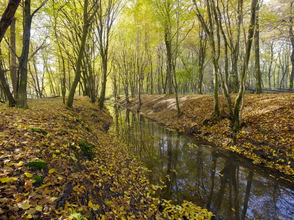 Encantos Outono Atmosfera Floresta Decorada Com Uma Paleta Cores Folhas — Fotografia de Stock