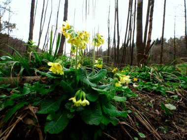 Bahar manzarası, başrolde Medicinal Primrose, Primula veris L. (Primula veris L.)