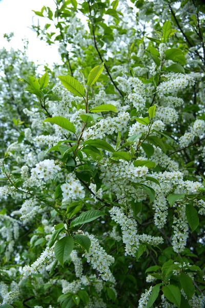 Cerisier Fleurs Printanières Padus Avium Mill — Photo