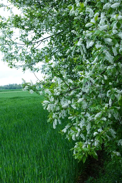 Cereja Pássaro Flor Primavera Padus Avium Mill — Fotografia de Stock