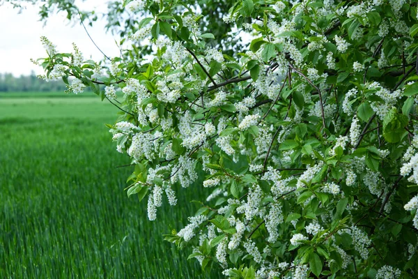 Cerisier Fleurs Printanières Padus Avium Mill — Photo
