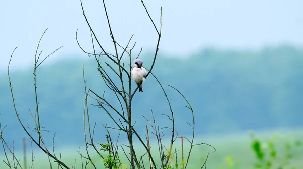 134 5000Red Backed Shrike Lanius Collurio Looming Prey — Stock Photo, Image