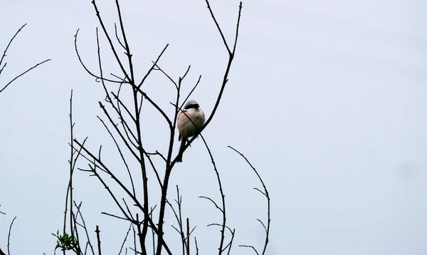 134 5000Shrike Apoiado Vermelho Lanius Collurio Que Aproxima Para Presa — Fotografia de Stock