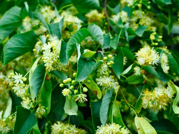 Fleurs Tilleul Tilia Sont Utilisés Médecine Populaire Ont Parfum Donnant — Photo