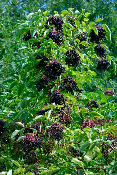 Elderberries, elderberries (Sambucus L.) are one of the most valuable gifts of nature, rich in vitamins