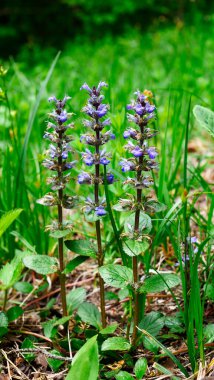 Dbrowka rozogowa (Ajuga reptans L.) Mayıs 'tan Ağustos' a kadar açar, bitkisel bir hammaddedir.