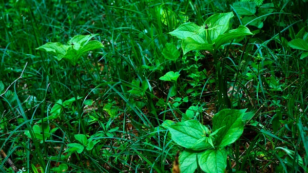 初夏に草の間に果実の水ぶくれを持つ一般的な四分葉 パリ四分葉L — ストック写真