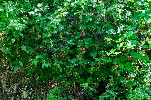 Fruta Madura Mora Rubus Muy Sabrosa Llena Vitaminas —  Fotos de Stock