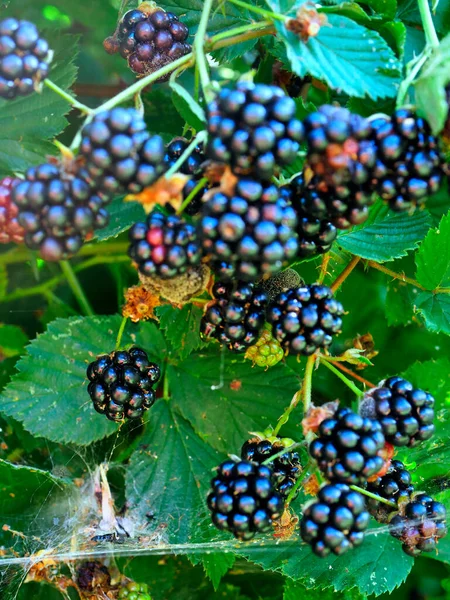 Fruta Madura Mora Rubus Muy Sabrosa Llena Vitaminas Imagen de stock