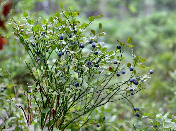 Fruitful Bilberry Vaccinium Myrtillus Beginning Summer Abundant Bilberry Vaccinium Myrtillus — Stock Photo, Image