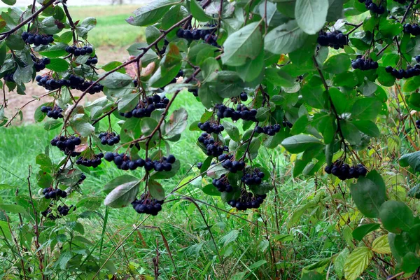 Černé Jeřabiny Černé Jeřabiny Aronia Melanocarpa Michx Elliott Druh Keře — Stock fotografie