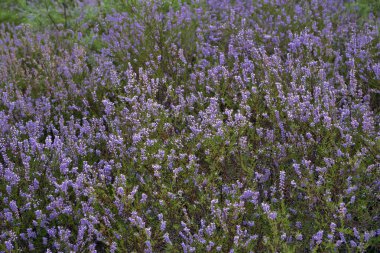 Yaklaşan sonbaharın habercilerinden biri çiçek açan Heather, (Calluna vulgaris)