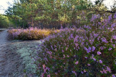 Yaklaşan sonbaharın habercilerinden biri çiçek açan Heather, (Calluna vulgaris)